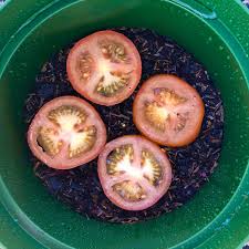 Growing tomato plants in 5 gallon buckets is nothing new. How To Grow Tomatoes From Tomatoes An Easy Hack For Growing Tomatoes