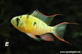 Microgeophagus Altispinosa Bolivian Ram 2020 Yuzgec Bolivya Artemia