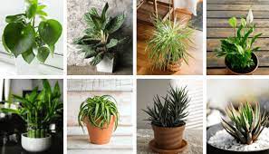 Plante verte interieur peu lumiere. 20 Plantes Parfaites Pour Salle De Bain Qui Poussent Avec Peu Pas De Lumiere