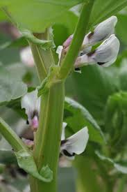 Image result for Vicia faba