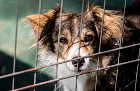Dog lovers wanting to buy a new pup have caught on to the misleading savvy ads from pet stores. Finest Quality Pet Supplies Pet Food In Dubai Pet S Delight