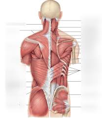 Superficial muscles of the torso. Muscle Anatomy Torso Diagram Quizlet