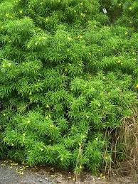 Image result for Cascabela