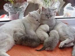 Kedi Ailesi Cute Cats And Kittens Cat Lovers Cats