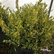 Golden dream dwarf boxwood buxus microphylla 'peergold' plant patent #16,052 a dense, rounded, and compact shrub with rich green variegated foliage. Golden Dream Boxwood Sugar Run Nursery