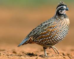 Image of Northern Bobwhite Quail