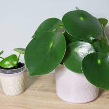 Peperomia is a tropical perennial plant genus in the family there is vast variation between the various types of peperomia leaves. Peperomia Uber Stecklinge Vermehren Schritt Fur Schritt Anleitung