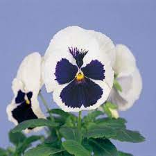 50 Seeds Pansy Majestic Giant Blue And White Flower Seeds Etsy Flower Seeds Pansies White Flowers