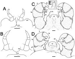Image result for Diplolophium