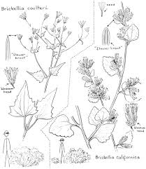 For most desert flowers, to see fields of them, you must travel to very specific locations. Flowers Of The Southwest Deserts By Natt N Dodge A Project Gutenberg Ebook