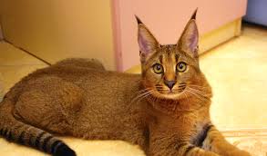 Search through thousands of adverts for kittens & cats for sale in the uk, from pets4homes, the uks most popular free pet classifieds. Hybrid Cats Caracat Chausie And Controversy