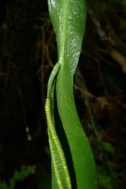 Image result for Ophioglossum thomasii