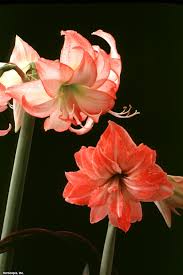 Buchen sie ihre nächste ferien online! Amaryllis Flowers Hgtv