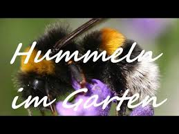 Ich plane 2 hummelkästen aufzubauen. Hummeln Im Garten Das Eigene Hummelvolk Youtube