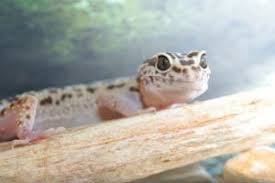 Introduce the male into the female tank and monitor their behavior. A Leopard Gecko Breeding Guide With Videos Snaketracks Com