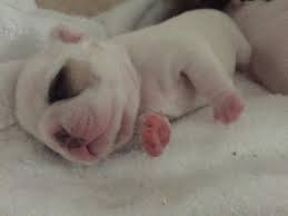 We only use iso 15 digit super tiny microchips(about the size of a pencil lead!), to learn more about the. Akc French Bulldog Daisy For Sale In Fort Collins Colorado Classified Americanlisted Com