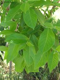 Image result for Combretum