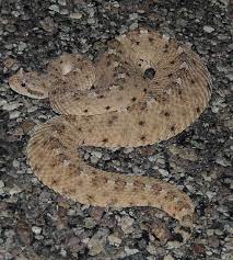 Sidewinder Rattlesnake Crotalus Cerastes Brother Photos Sonoran Desert Rattlesnake