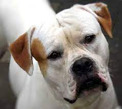 The american bulldog has a very sturdy and muscular build, weighing anywhere from 60 to 120 pounds at a height of 20 to 28 inches. American Bulldog Tierisch Verliebt De