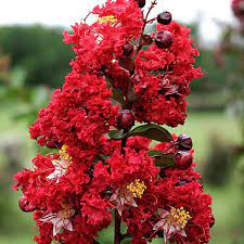 Native to asia, dynamite crape myrtle has dark green foliage in the spring and all summer long that changes to bright green in the fall. Lagerstroemia Dynamite Crape Myrtle