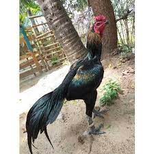 Fighting rooster for sale in tamilnadu. Black Brown Country Fighter Cock 2 10 Months 1 To 2 Kg Rs 400 Kg Id 20439619797