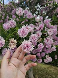 Image result for Dais cotinifolia