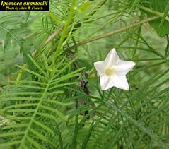 Image result for Ipomoea quamoclit