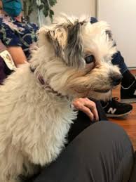 Maybe you would like to learn more about one of these? Travels With Lulu Marin Humane