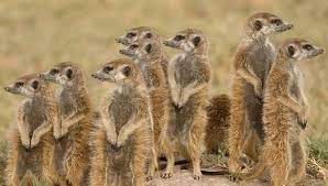 What kind of animal is timon. Which Animal Is Timon Pikachu Goofy Strongest