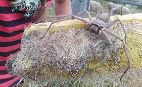 Killing a spider makes no sense! Terrifying Photo Of Giant Spider Nicknamed Charlotte Goes Viral Cbs News