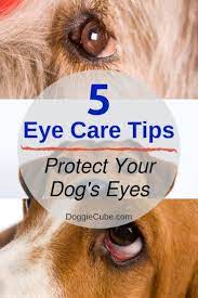 5 Basic Dog Eye Care Tips To Help Protect Your Dog S Eyes Doggie Cube Eye Care Dog Eyes Dog Health Tips