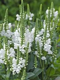 Top 15 Gorgeous White Plants Garden Ideas Garden Gorgeous Ideas Plants Top White Garten Garten Ideen Pflanzen