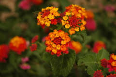Live confetti lantana patio tree patio trees patio plants potted trees. Give Wildlife And Your Garden A Colorful Boost With Lantana Plant