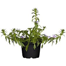 Image result for foto Vějířovka