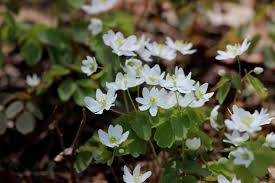 We wrote it after we so luckily screened the movie + i couldn't be more proud of this song. 20 Luminous Perennial Flowers That Bloom All Season Diy Crafts