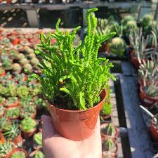 Image result for Crassula schimperi