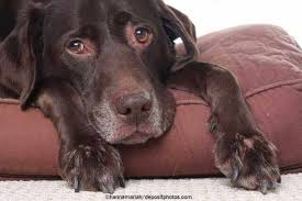 Ab wann ist mein hund ein senior? all diese fragen will ich in diesem artikel beantworten. Hat Ihr Alter Hund Noch Lebensqualitat Senior Hunde De