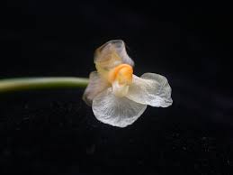 Image result for Marantochloa congensis