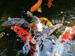 Gambar ikan anak sd kelas 3 mewarnai gambar ikan koi contoh gambar mewarnai cara menggambar ikan beberapa pilihan anak anak ikan stiker dekoratif manik batu perlengkapan diy kristal berlian gambar buy diy kristal berlian. Gambar Ikan Koi Dari Atas Radea