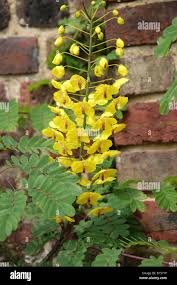 Image result for Caesalpinia decapetala
