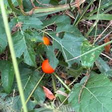 Image result for Solanum capsicoides