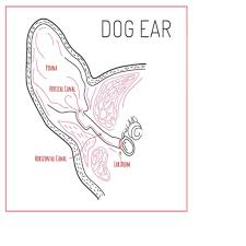 Image result for abscess dog's ear flap