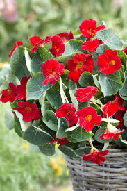 Image result for Nasturtium