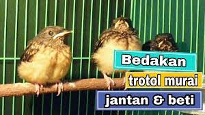 Cara Membedakan Trotolan Murai Jantan Dan Betina Dengan Akurat Betina Murai Jenis