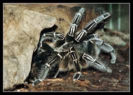 Big Black And White Spider Texas The Brazilian Giant Whiteknee Tarantula Is A Species Of Tarantula Native To The Amazon Basin Of Northern Bra Black And White Spider Types Of Spiders Tarantula