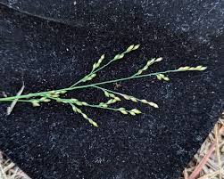 Image result for Panicum repens