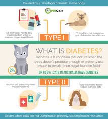 It is very important that your cat eat reliably in the morning and evening at insulin injection time. Diabetes In Pets Is Your Dog Or Cat Suffering Homeopet