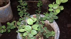 Реrtаmа, аmbil bеbеrара lеmbаr daun bidara, kеmudiаn tumbuk sаmраi hаlus. Manfaat Daun Bidara Untuk Sihir