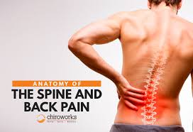 Grouped or described) as the axial skeleton and the appendicular skeleton. Anatomy Of The Spine And Back Pain Dr Gary Tho