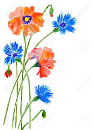 The size of bouquet (in vase) is 30*30 cm (11.8. Bouquet De Coquelicots Et De Bleuets Isole Sur Fond Blanc Illustration Aquarelle Et Texture De Papier Banque D Images Et Photos Libres De Droits Image 43205495